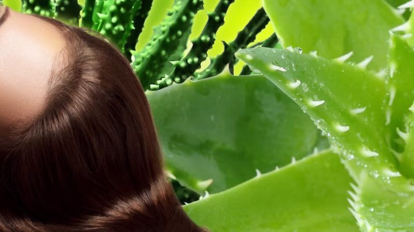L’aloe vera pour accélérer la pousse des cheveux