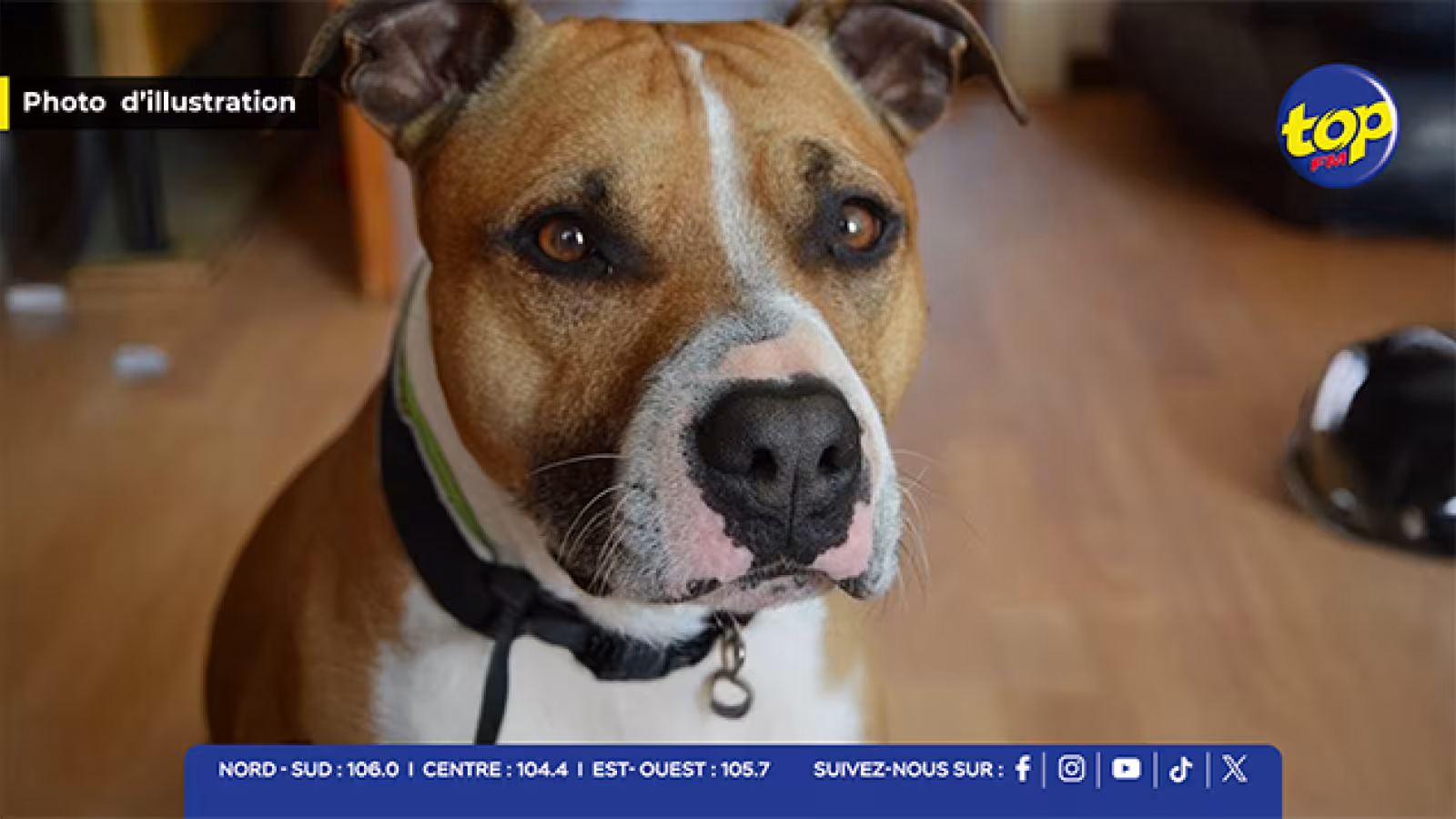 Lutte contre la maltraitance animale : La MSAW met fin à un élevage illégal d’Amstaff