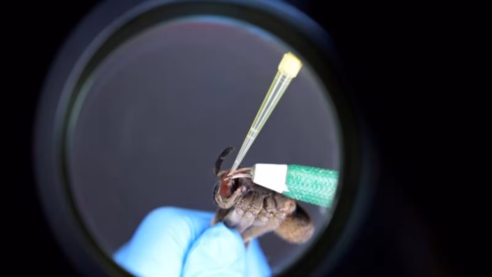 Au Brésil, une araignée venimeuse au secours des problèmes d’érection