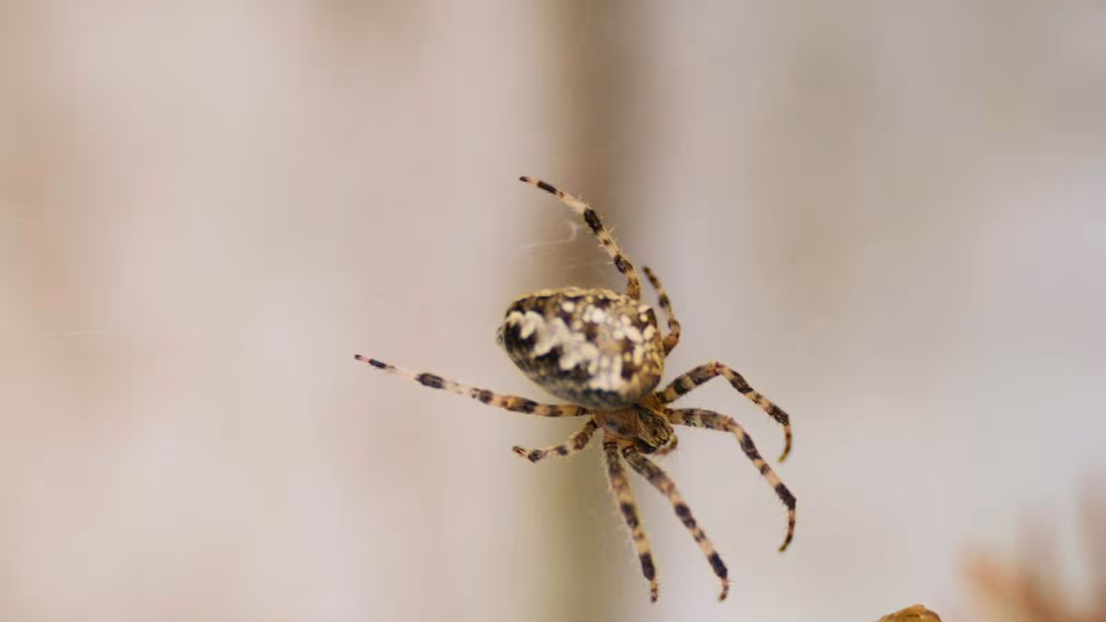 Il frôle la mort à cause d’une araignée géante dans sa voiture : «Je me suis figé»
