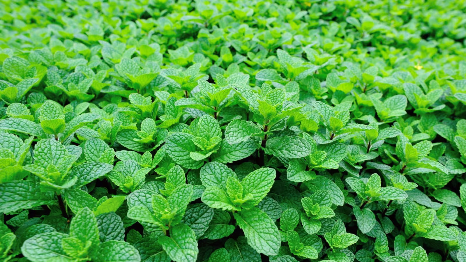 La menthe est un antiseptique naturel