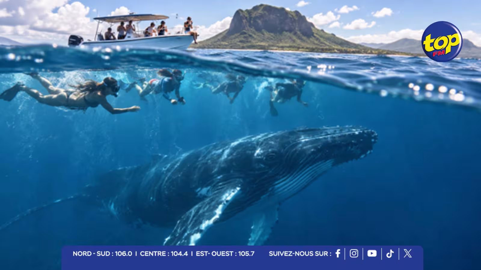 Nage illégale avec les baleines : 181 inspections et 58 contraventions depuis le début de l’année