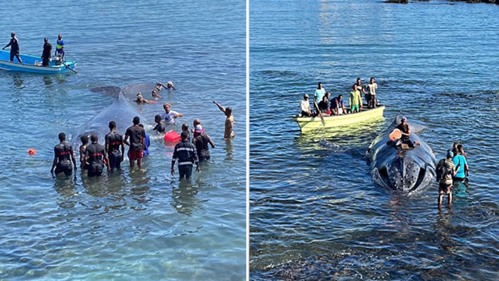 Dans la région : les Comoriens ont sauvé un baleineau qui s’est échoué sur une plage : un magnifique élan de solidarité