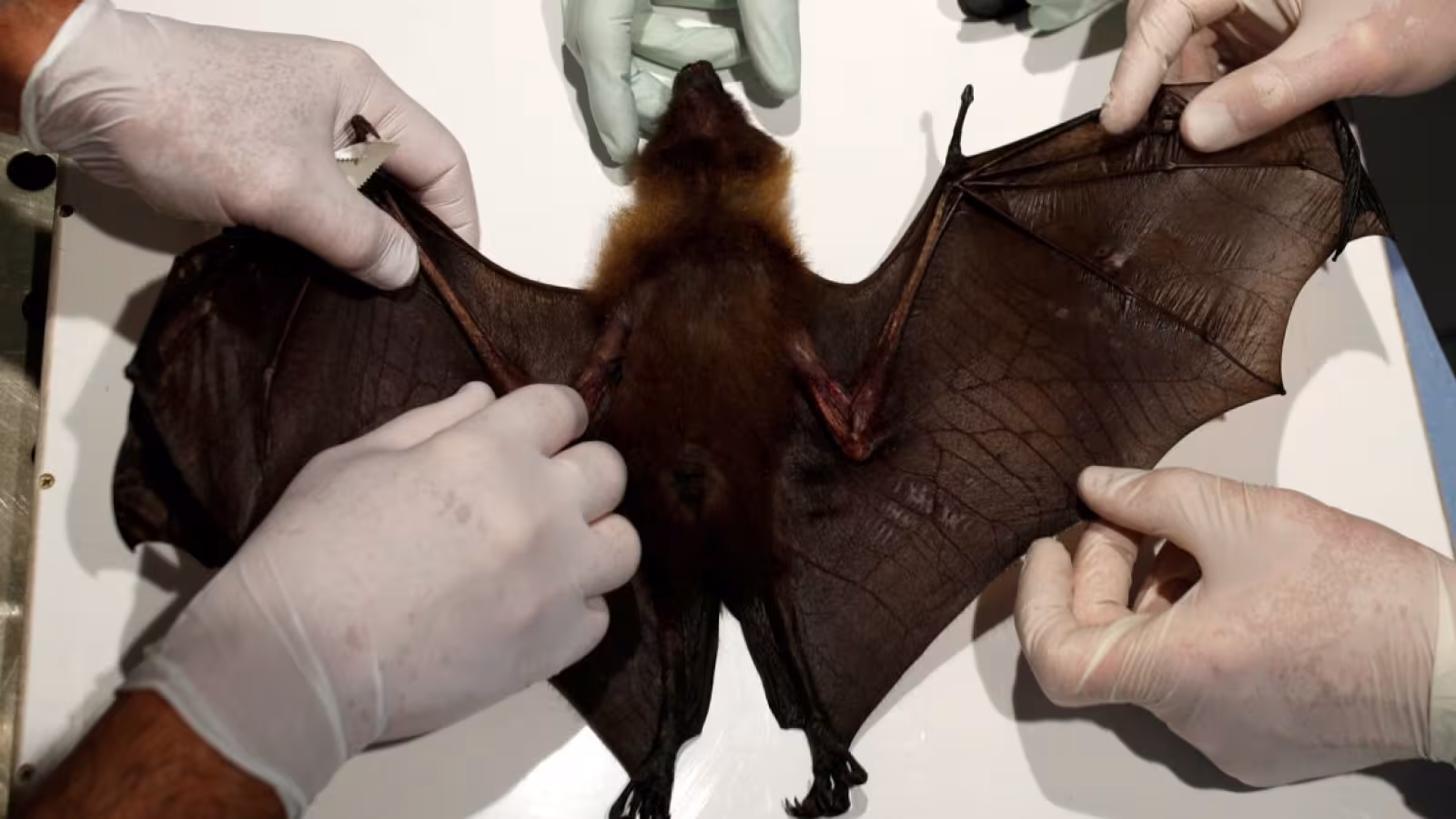 Origine du Covid : Des vidéos des chauves-souris dans le laboratoire de Wuhan font surface