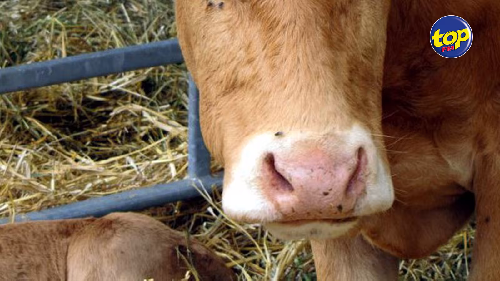 Leurs bétails meurent d’une maladie inconnue : des éleveurs dans l’angoisse