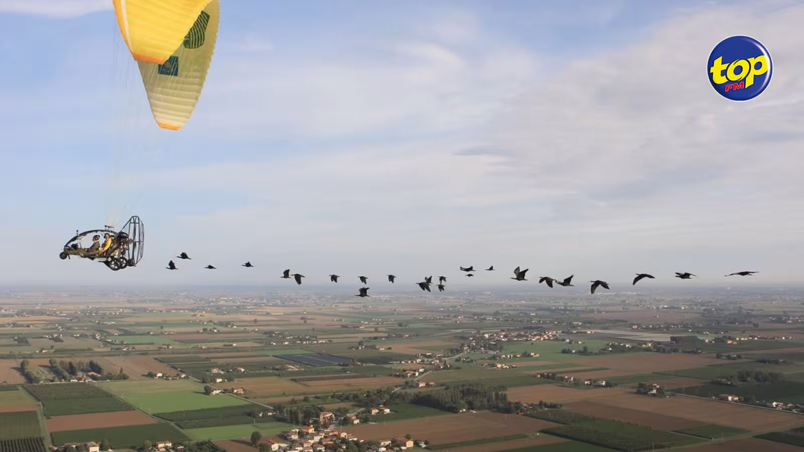 Northern bald ibis: Back from the brink