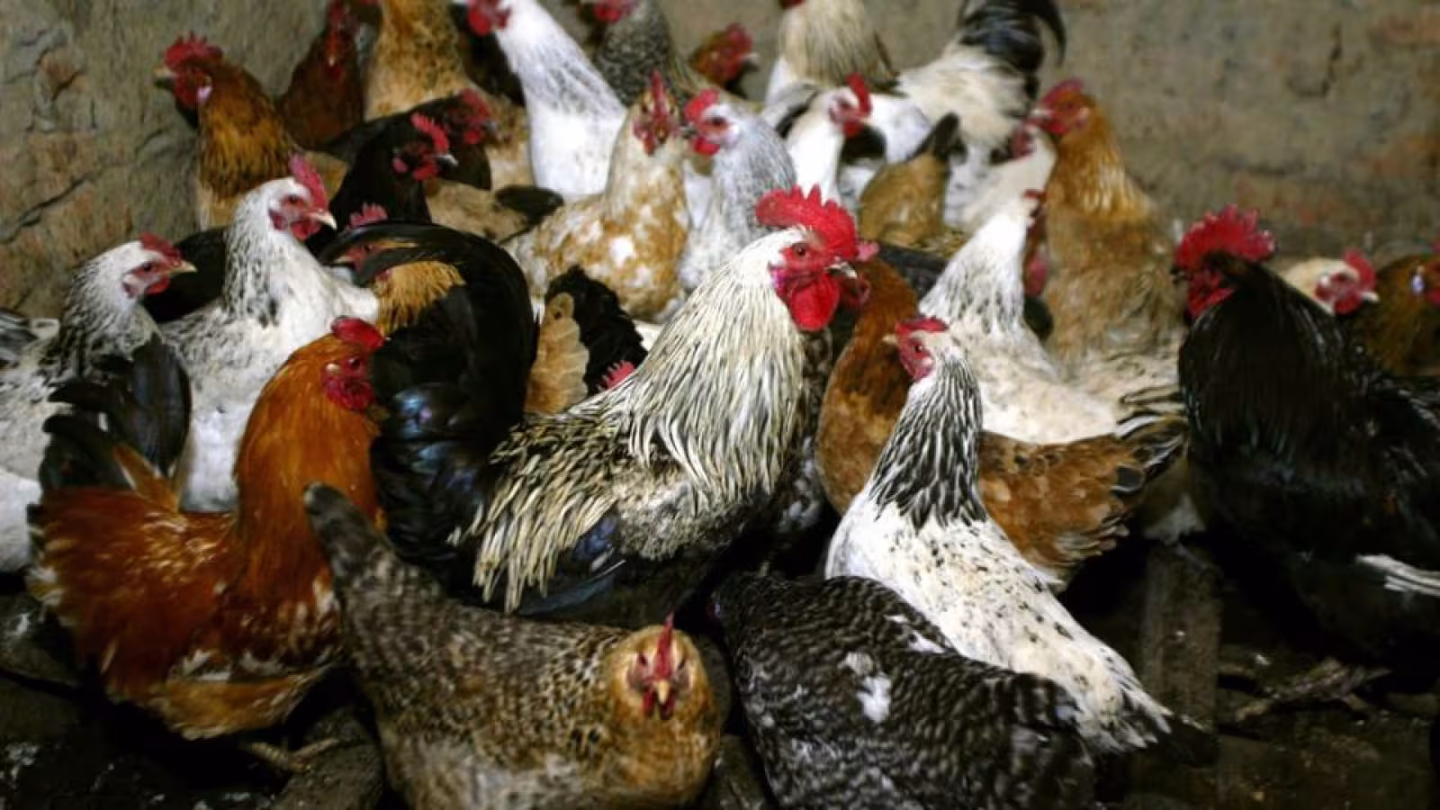 Grippe aviaire H5N8 : des transmissions à l’humain détectées en Russie