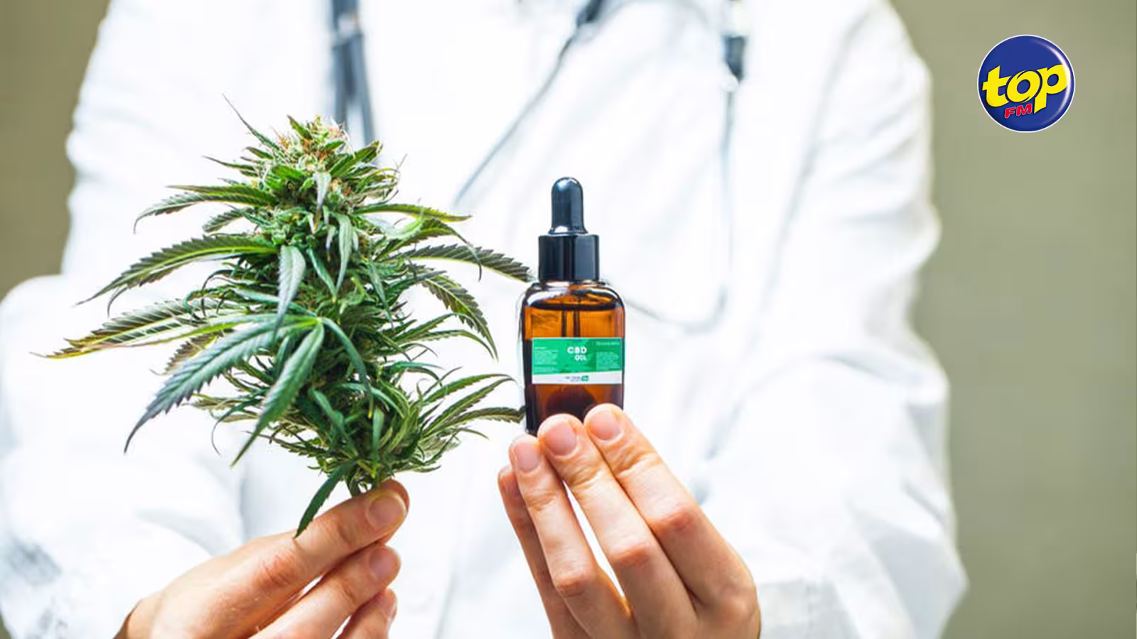 Cannabis à usage médical : Le traitement sera dispensé uniquement dans les établissements de santé publics