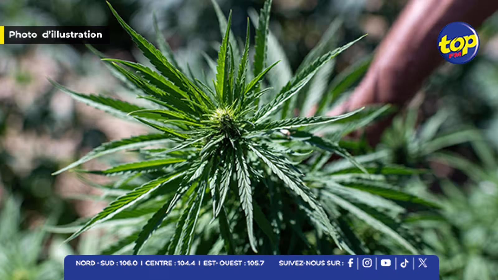 À Flic En Flac : un homme de 43 ans arrêté pour trafic de drogue
