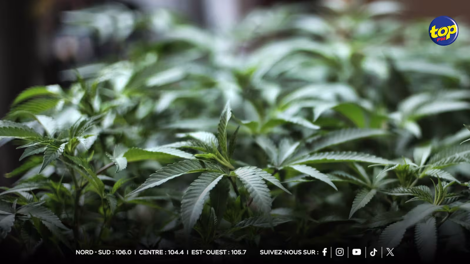 Découverte d'une culture indoor de cannabis à Balaclava : Estimation de Rs 45,7 millions