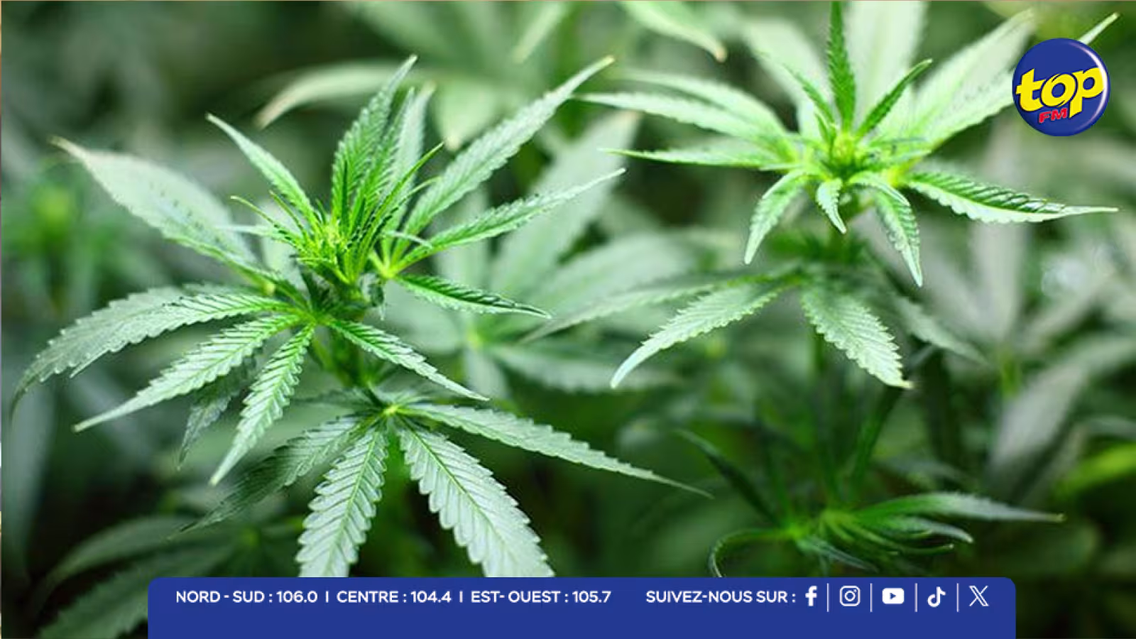 Saisie record : 177 plants de cannabis détruits en 24 heures à travers l’île