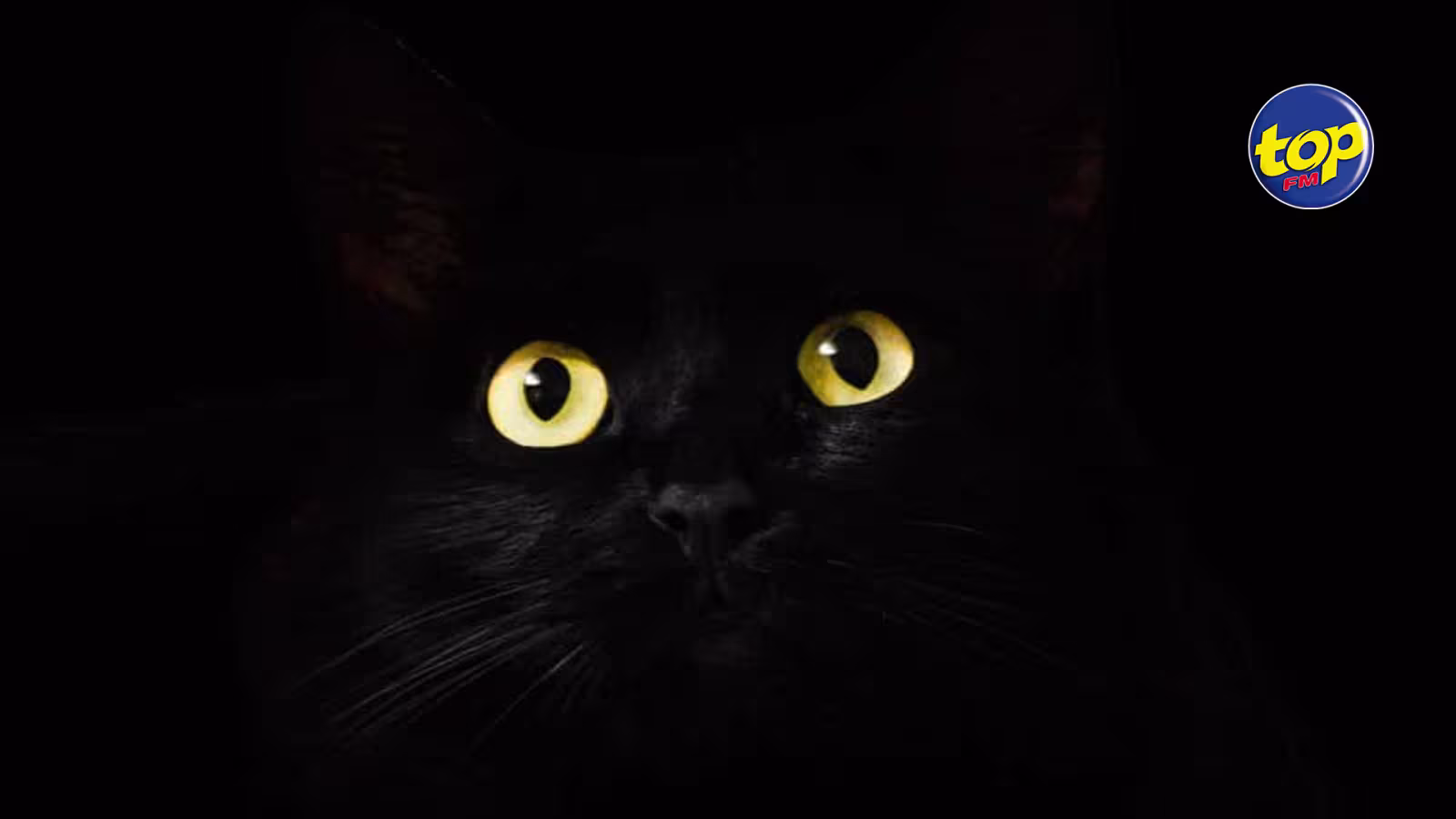 Journée internationale du chat noir contribution