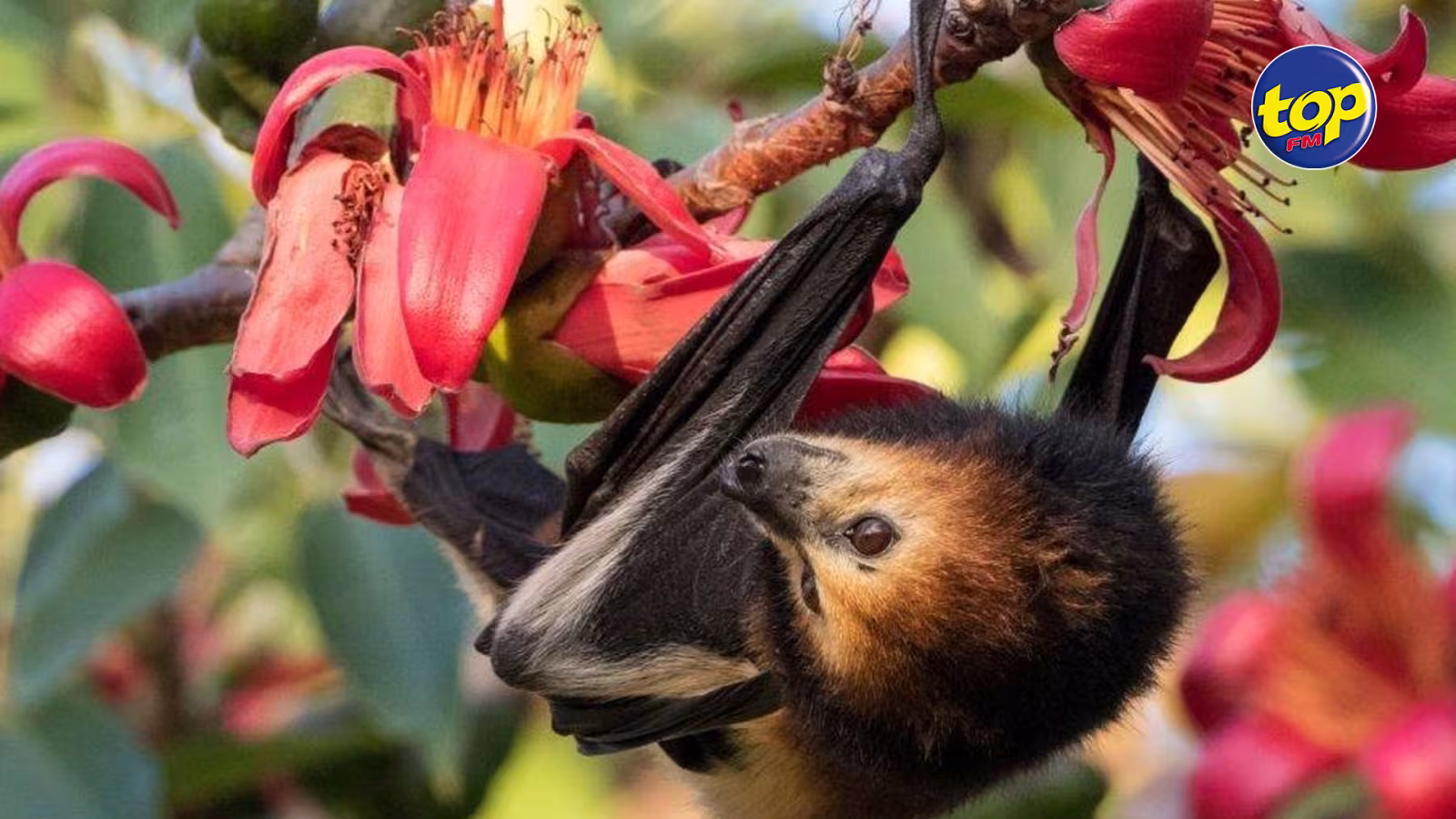 Début de l’exercice d’abattage de chauves-souris ce mercredi : La Mauritian Wildlife Foundation opposée à cette cinquième campagne
