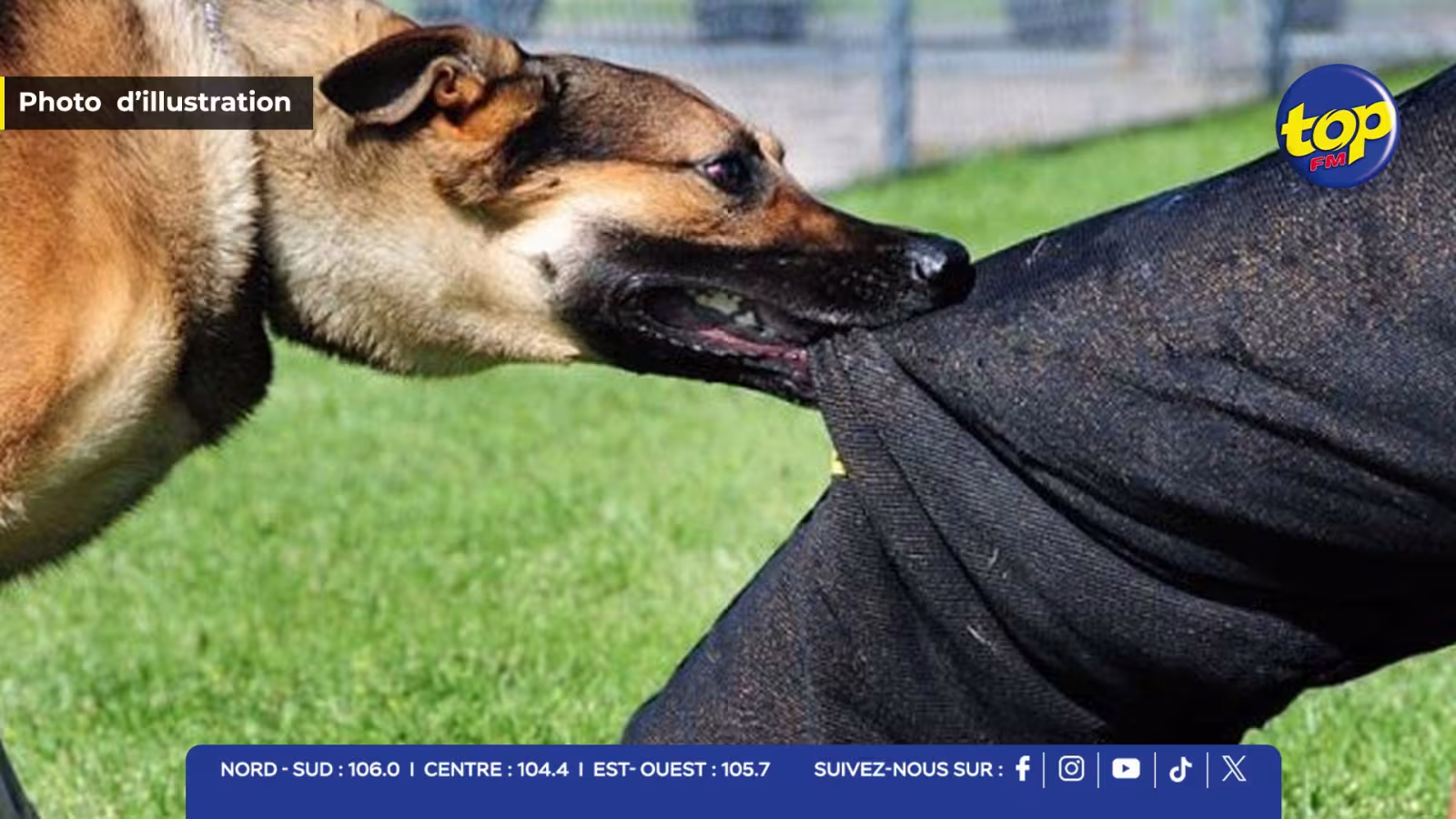 Perdu à Goodlands: Ce chien errant est recherché