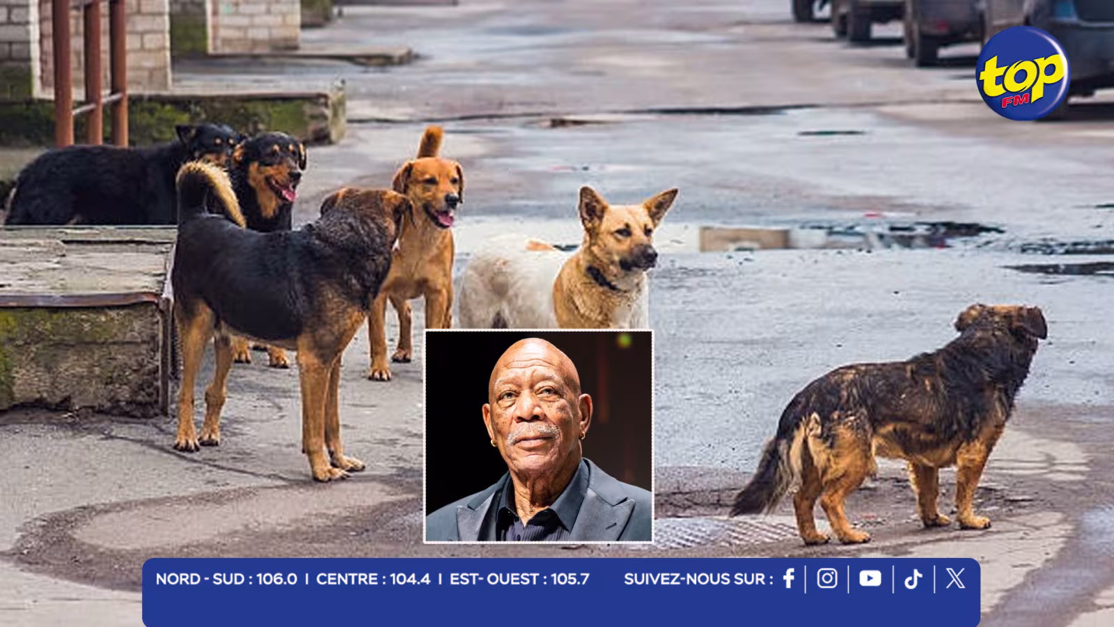 chiens errants