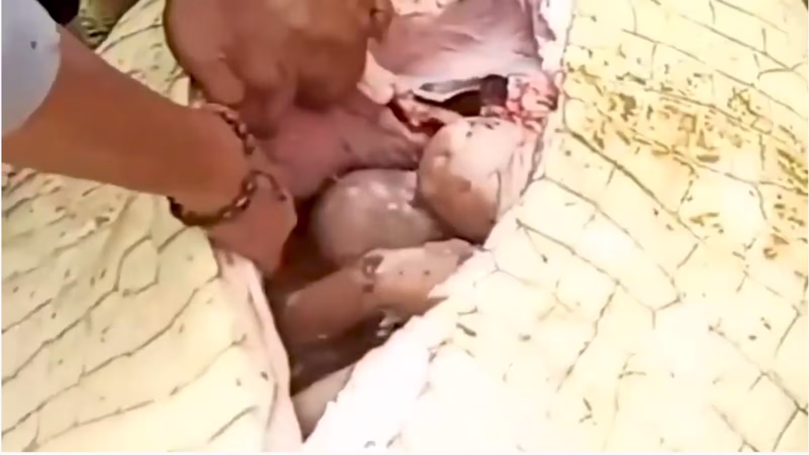 Un corps d’enfant retiré entier du ventre d’un crocodile