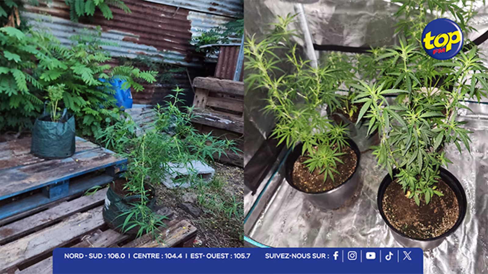 Cité La Cure: plantation de cannabis démantelée, Rs 1,1 million saisis…un tailleur de pierre arrêté par l’ADSU