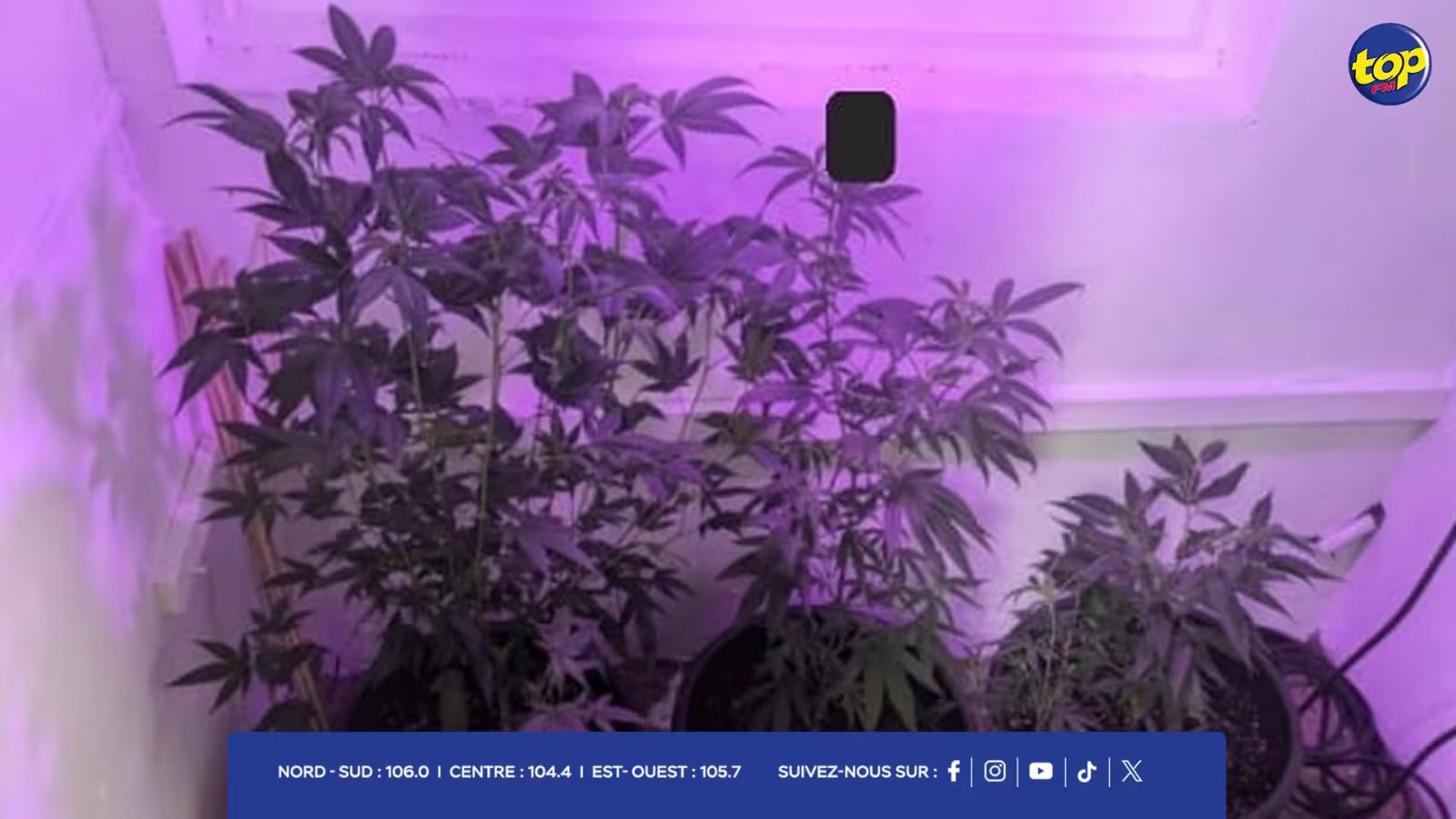 culture de cannabis