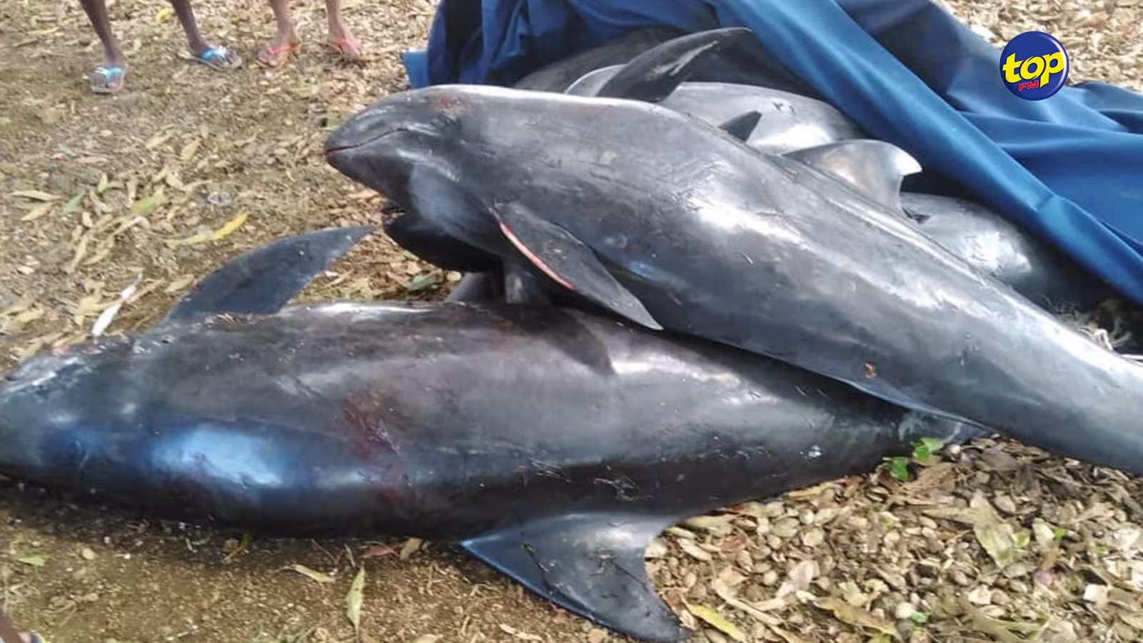 Morts de plusieurs dizaines de dauphins : Greenpeace réclame plus de transparence de la part du gouvernement mauricien