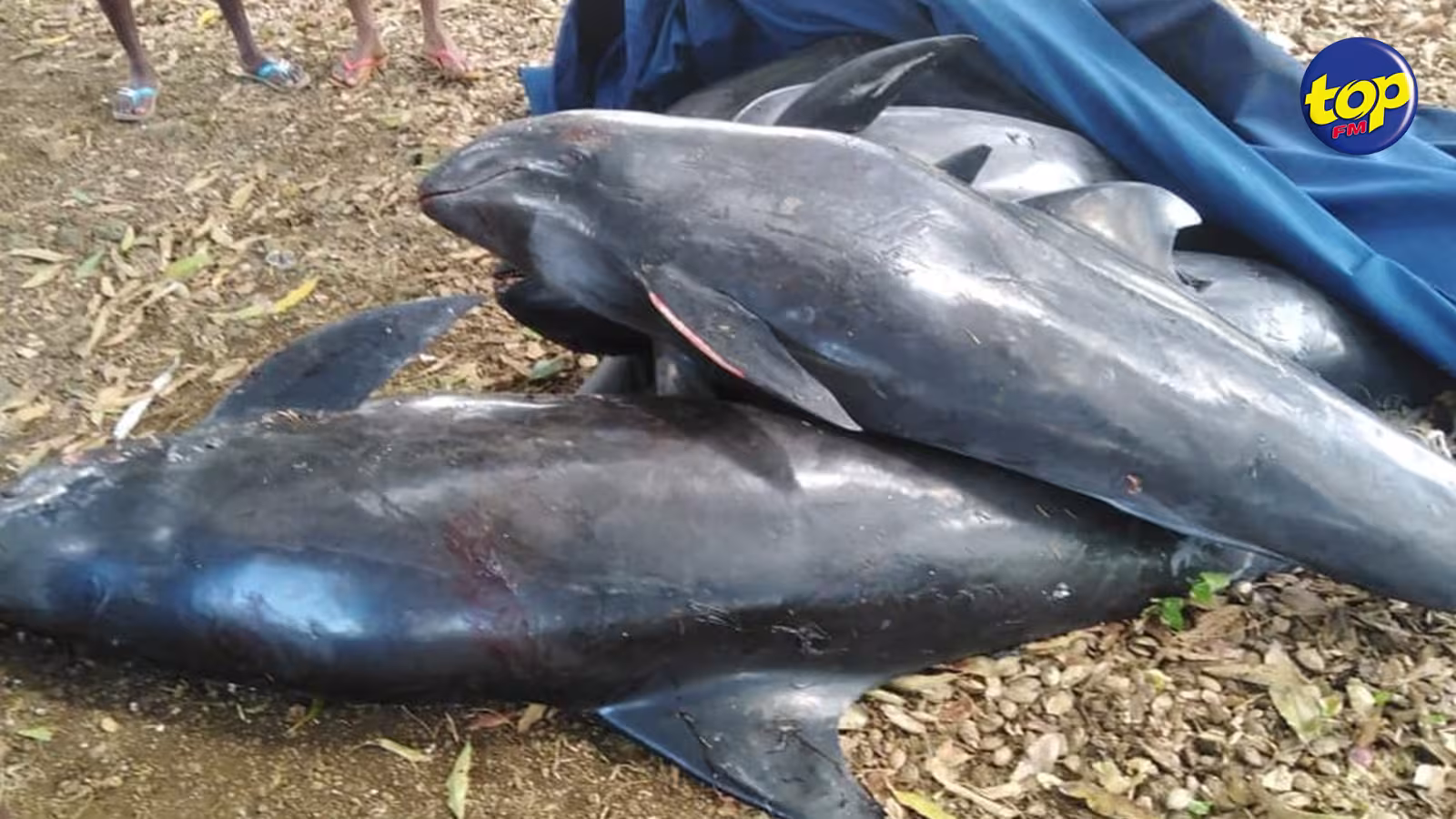 Dans le Sud-est du pays : 7 nouveaux mammifères marins retrouvés morts sur les plages ce matin