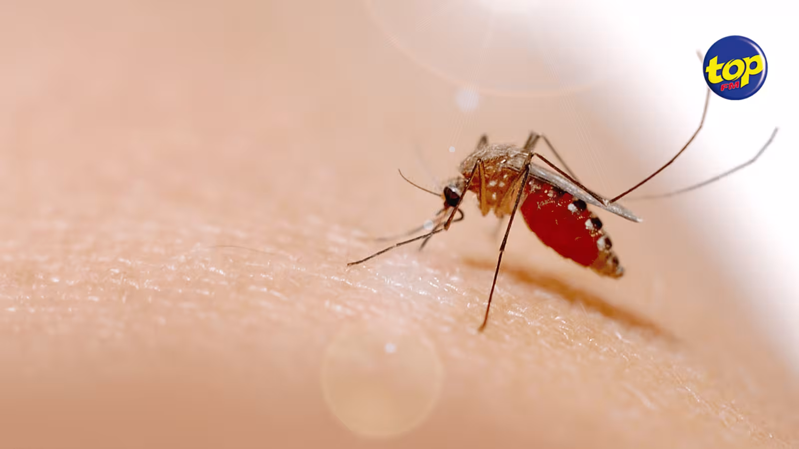 Dengue : Maurice compte 14 cas actifs et Rodrigues n’en compte que 2