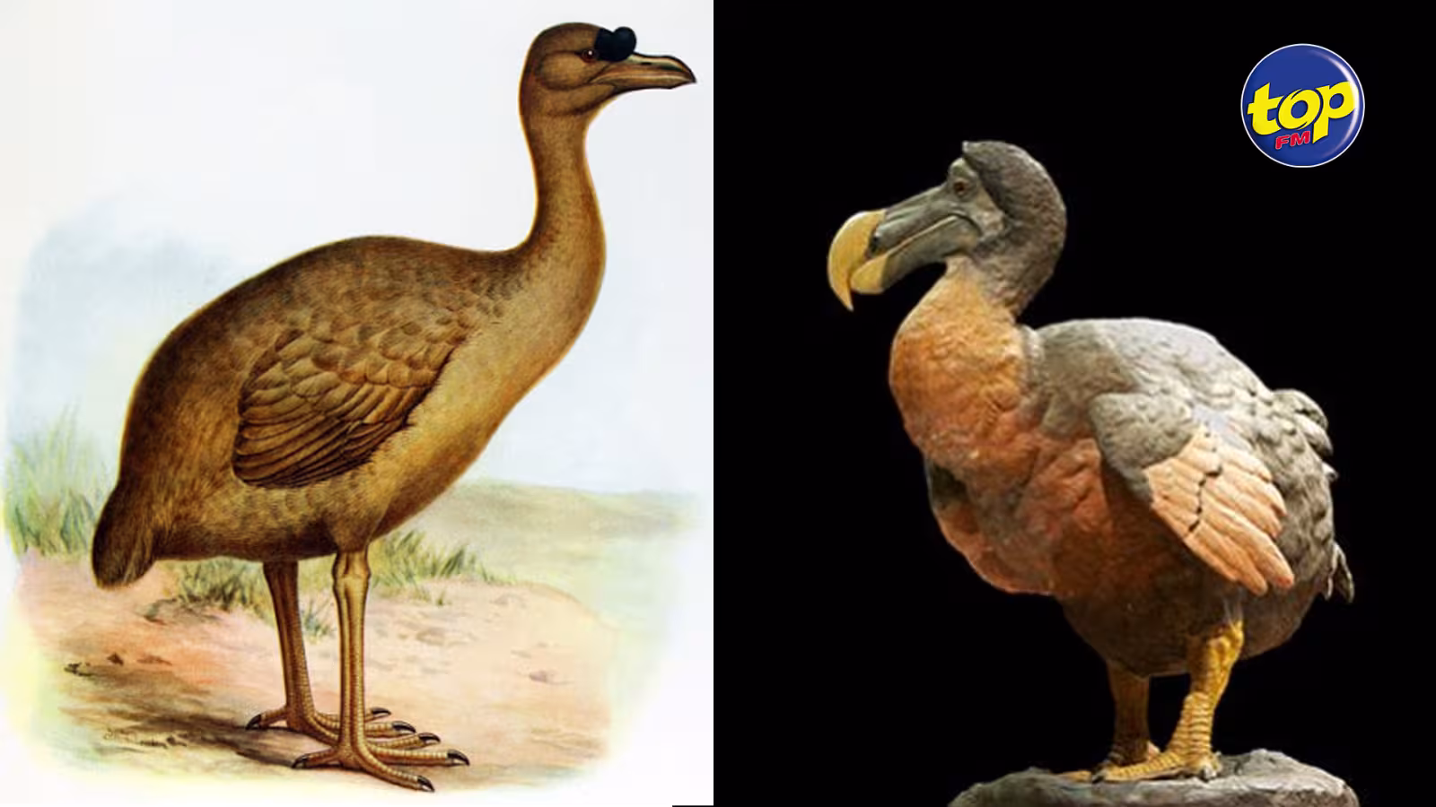 Selon la dernière étude : l’homme ne serait pas le seul responsable de la disparition du dodo à Maurice et du Solitaire à Rodrigues