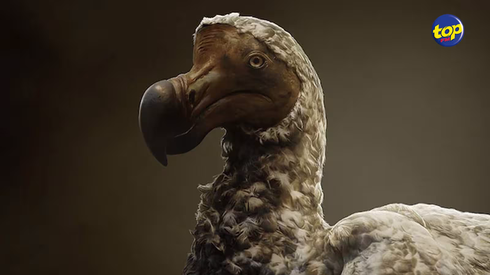 Le projet visant à ressusciter l’oiseau endémique financé par la CIA : « Le Dodo est un symbole de l’extinction causée par l’homme et un exemple flagrant des conséquences de la négligence »