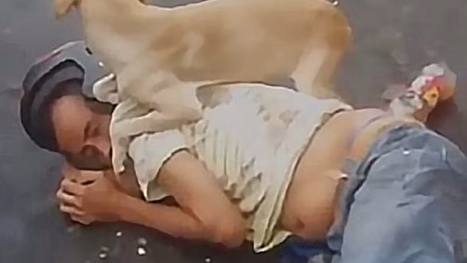 Un chien protège son maître ivre contre la police