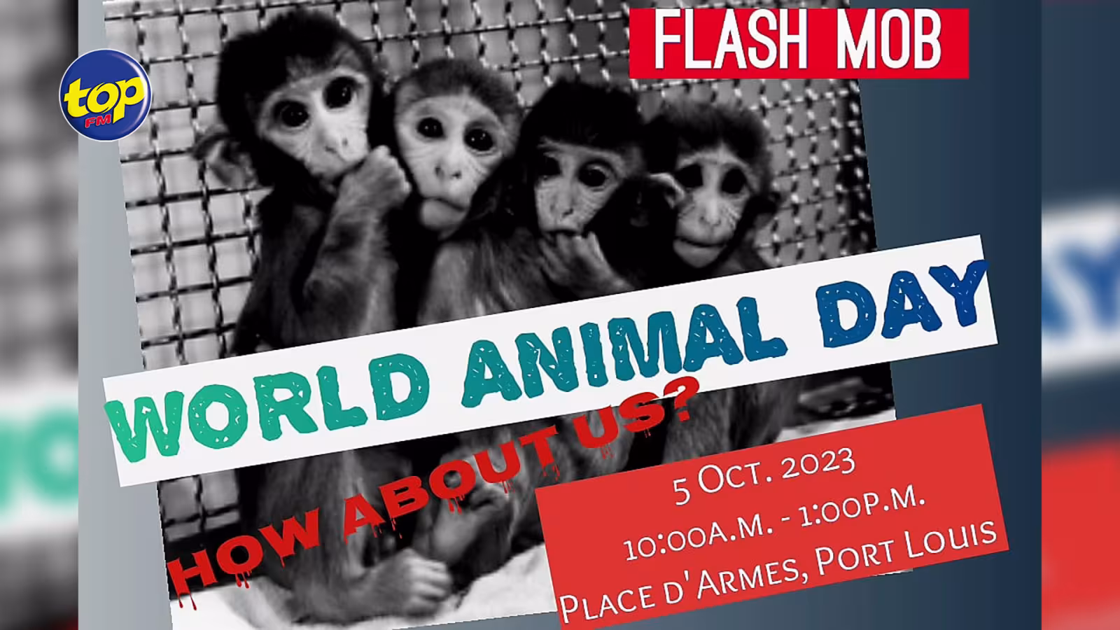 Flash-mob de la plateforme Monkey Massacre in Mauritius à Port-Louis ce jeudi : « Nu papé porte suffisamment attention lor sa massacre kipé arriver avec nu bane singes », déplore l’activiste Mansa Daby