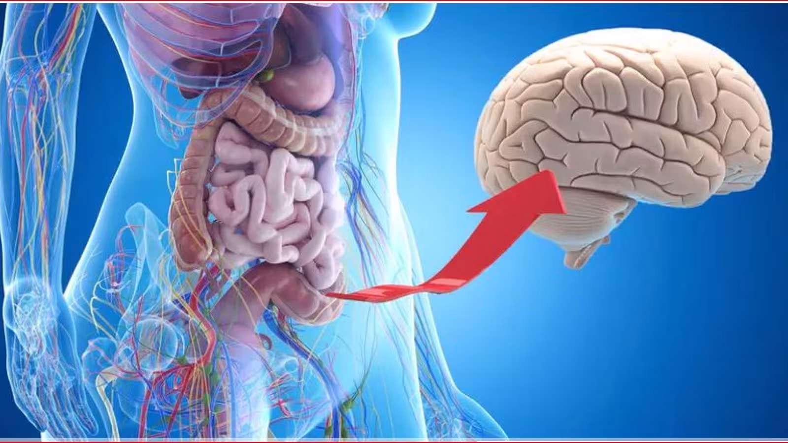 Alzheimer et flore intestinale : le lien est confirmé