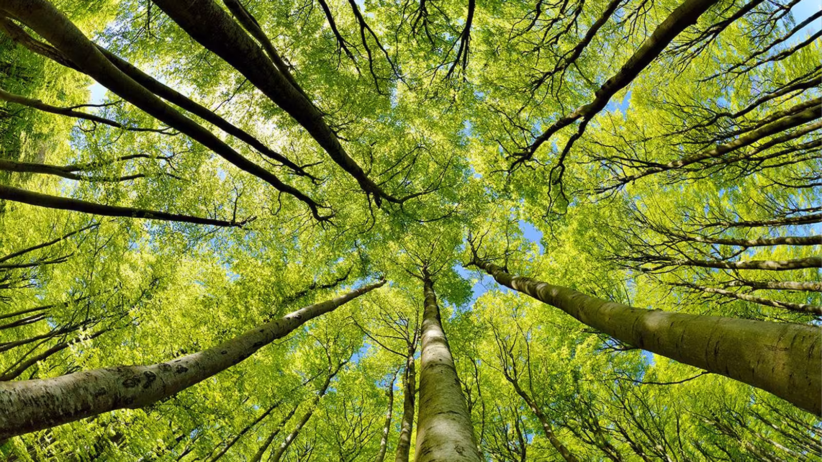Selon Statistics Mauritius: Notre forêt a connu une baisse de 4 hectares en l’espace d’un an Statistics Mauritius a publié son rapport sur l’ensemble du territoire mauricien pour l’année 2022