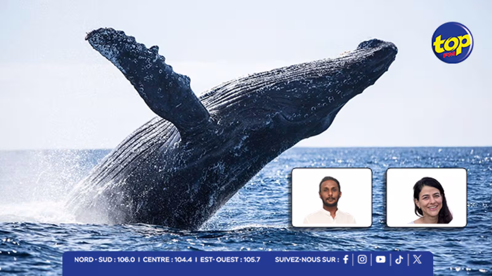 Harcèlement des baleines : l’appel à une meilleure protection du patrimoine marin mauricien