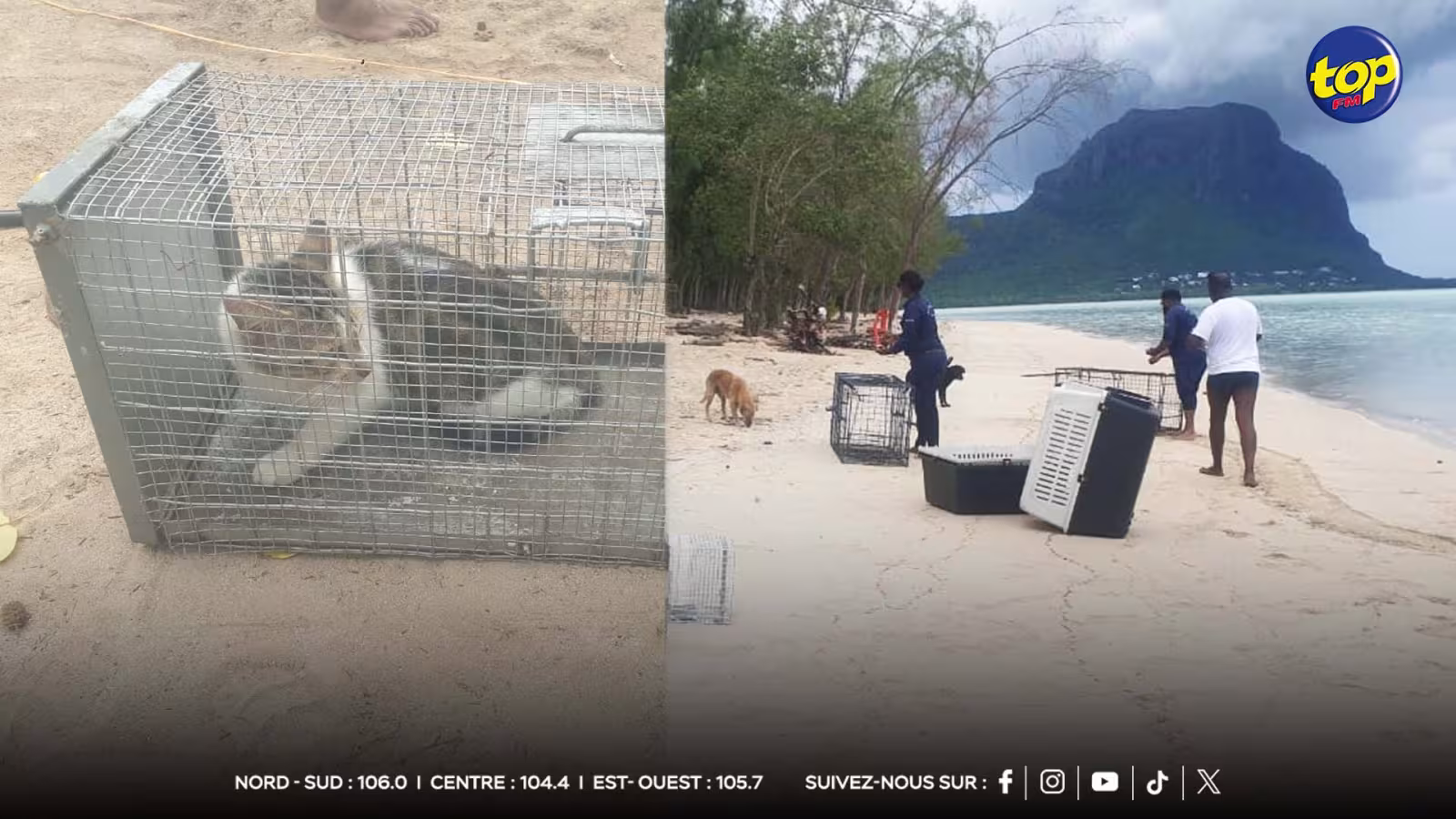 Île-aux-Bénitiers : La MSAW poursuit son opération de capture d'animaux