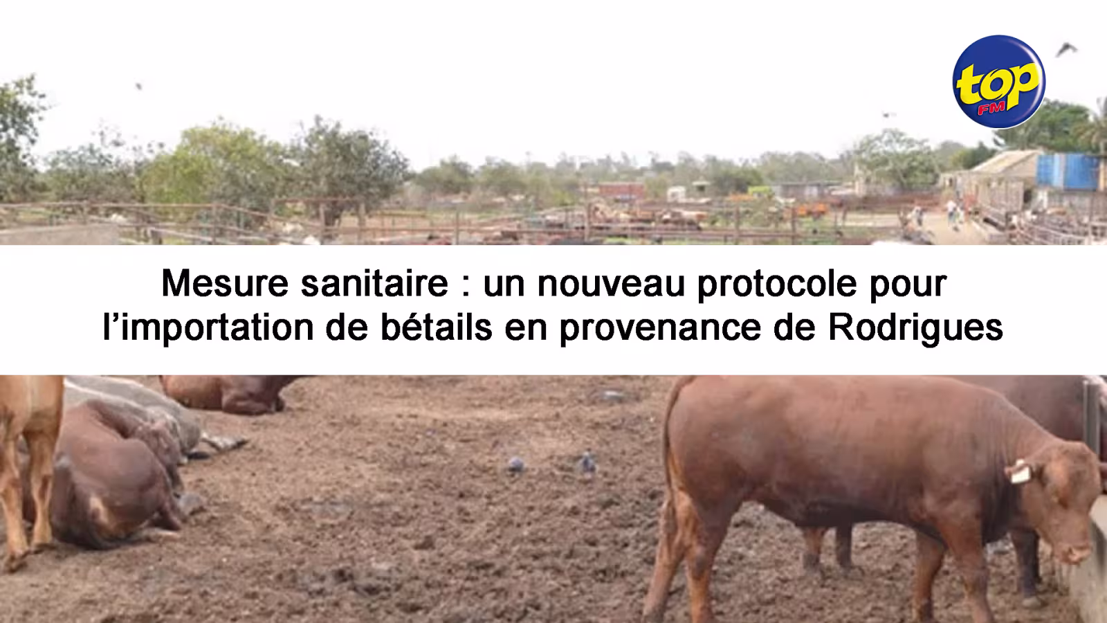 Mesure sanitaire : un nouveau protocole pour l’importation de bétails en provenance de Rodrigues