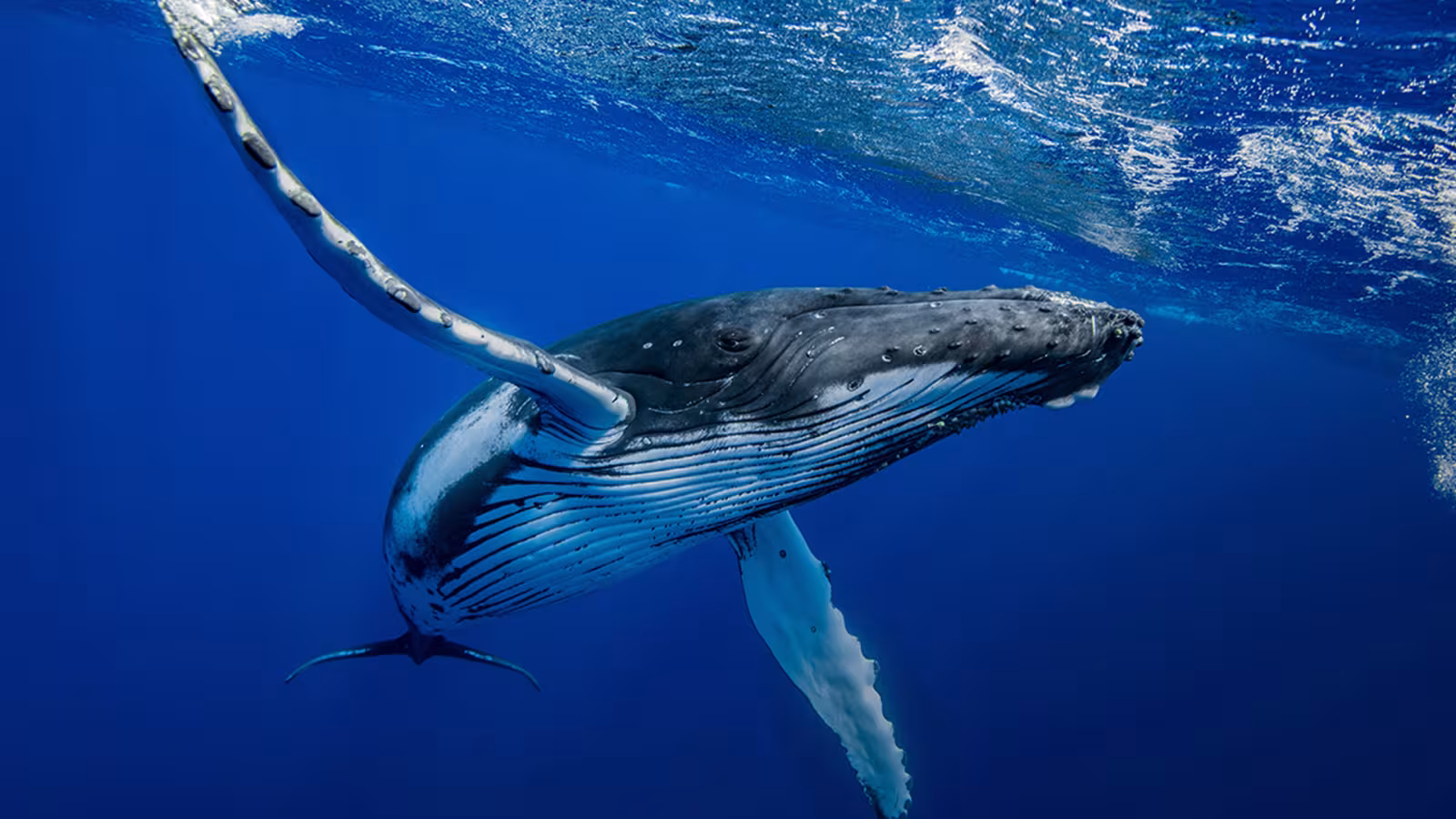 Journée internationale de la baleine