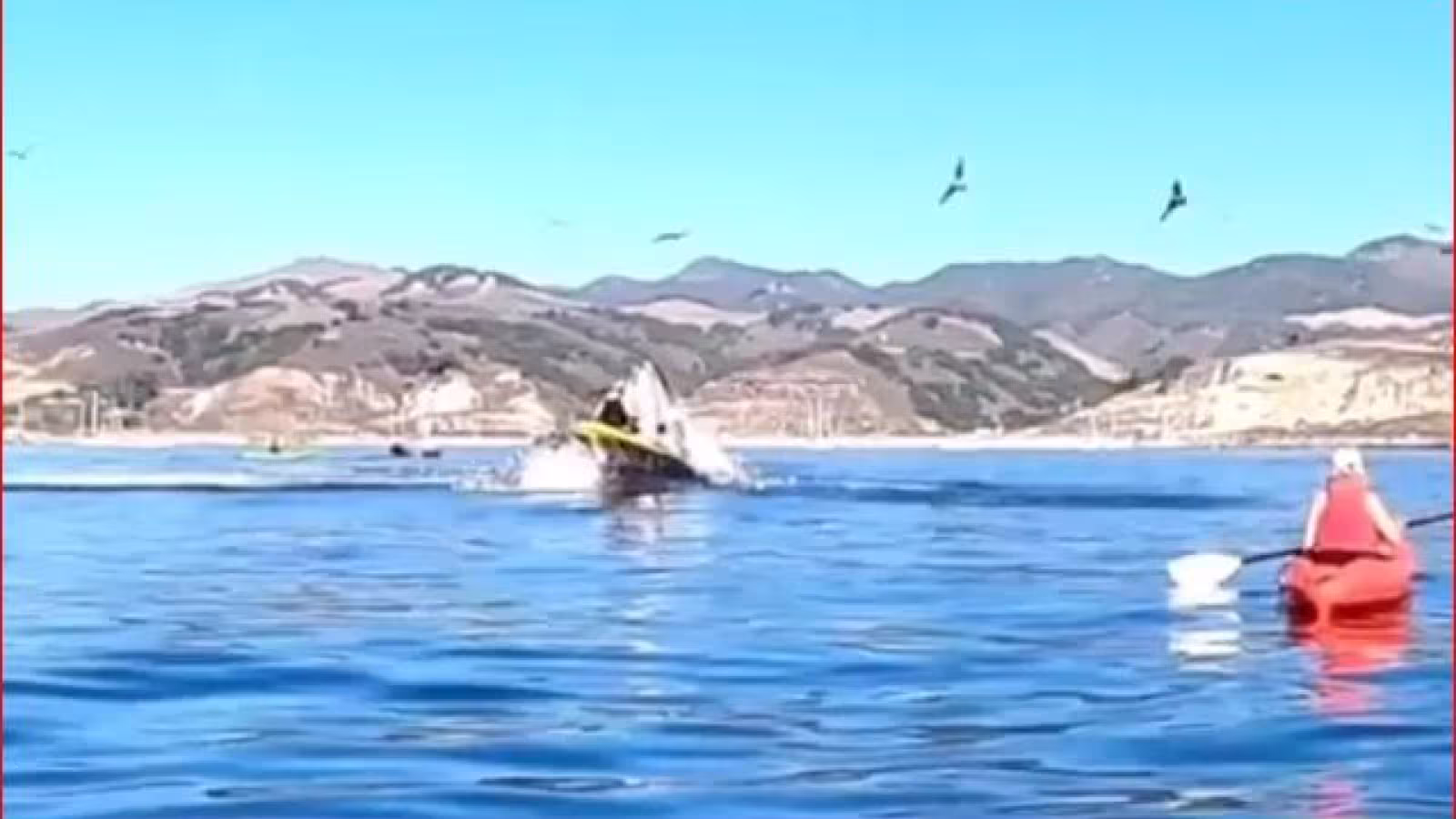 Deux kayakistes presque avalées par une baleine à bosse