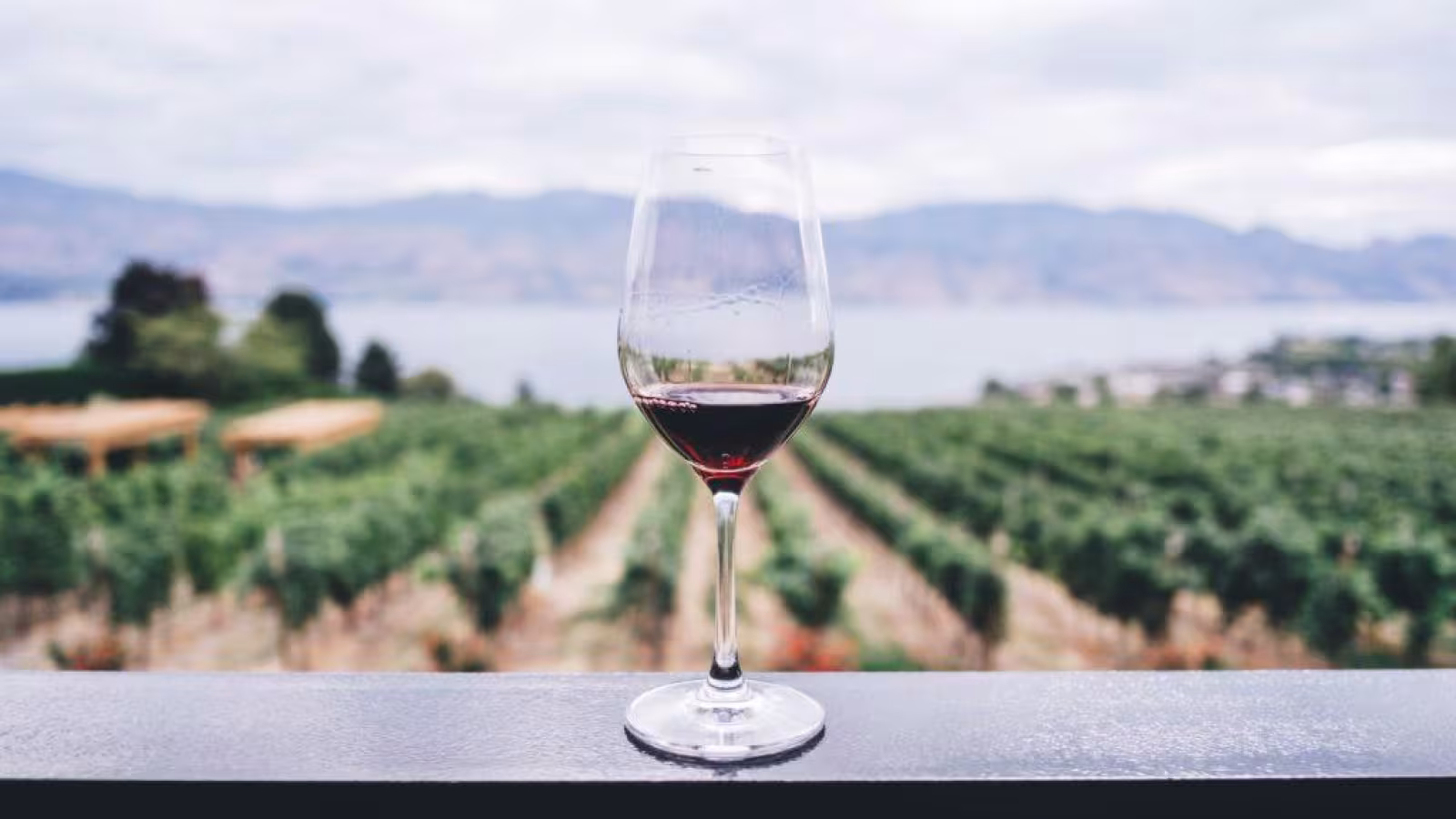 Job de rêve : Un vignoble paye Rs 480 000 par mois pour boire et vivre sur sa propriété
