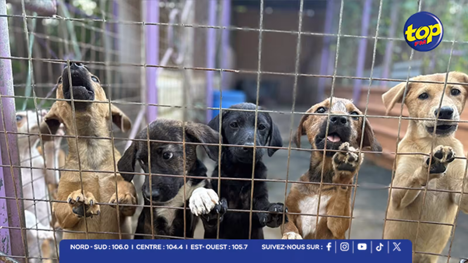 Conseil vétérinaire : la communauté engagée dans le bien-être animal adresse une lettre au Premier ministre