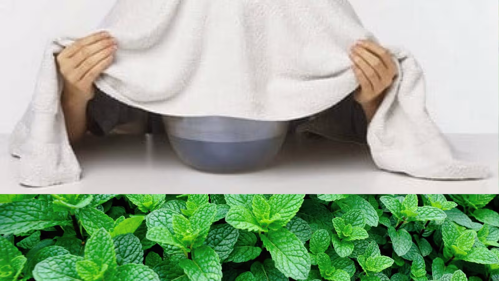 La menthe pour soulager les voies respiratoires