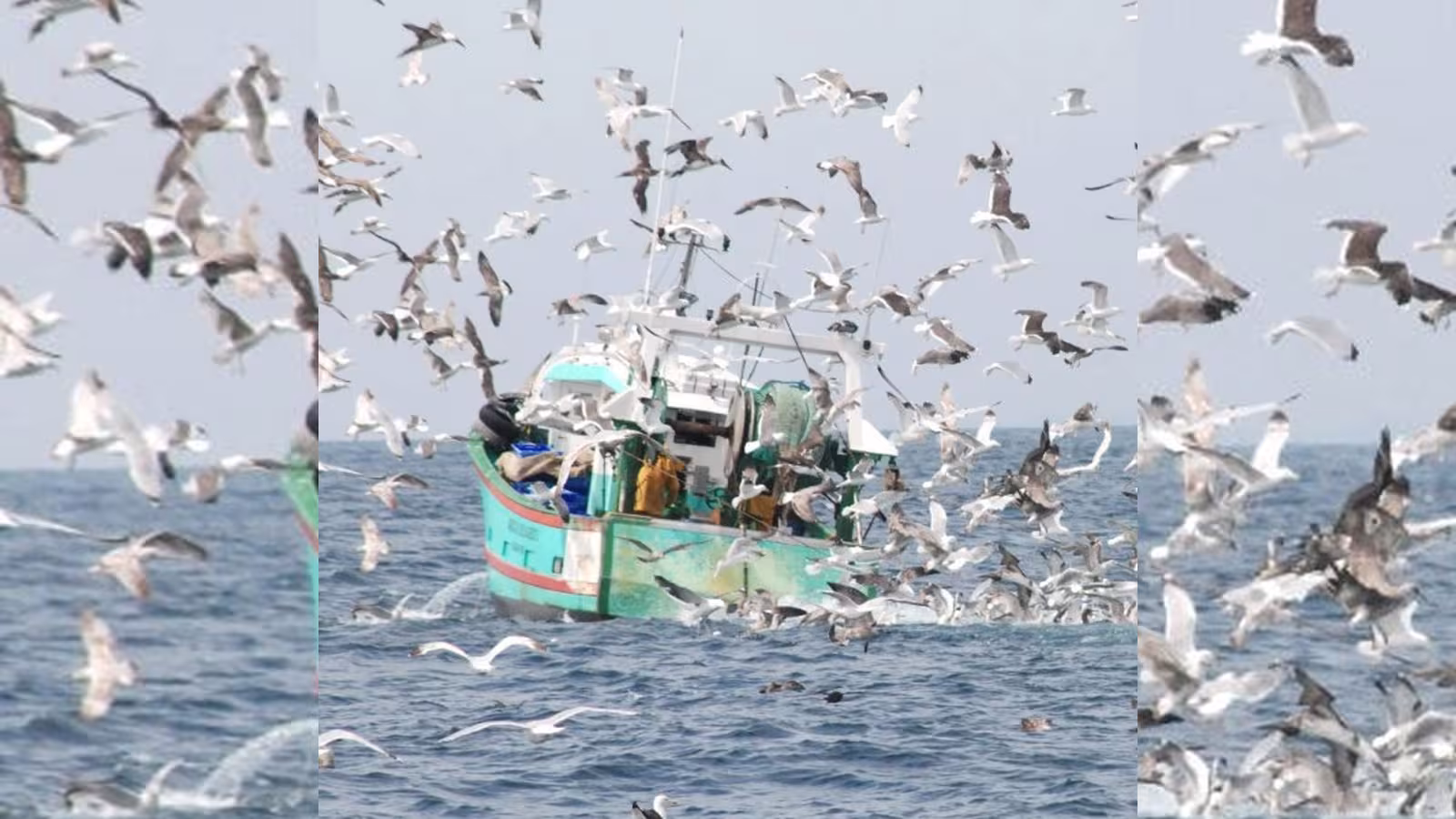 Journée mondiale pour la fin de la pêche