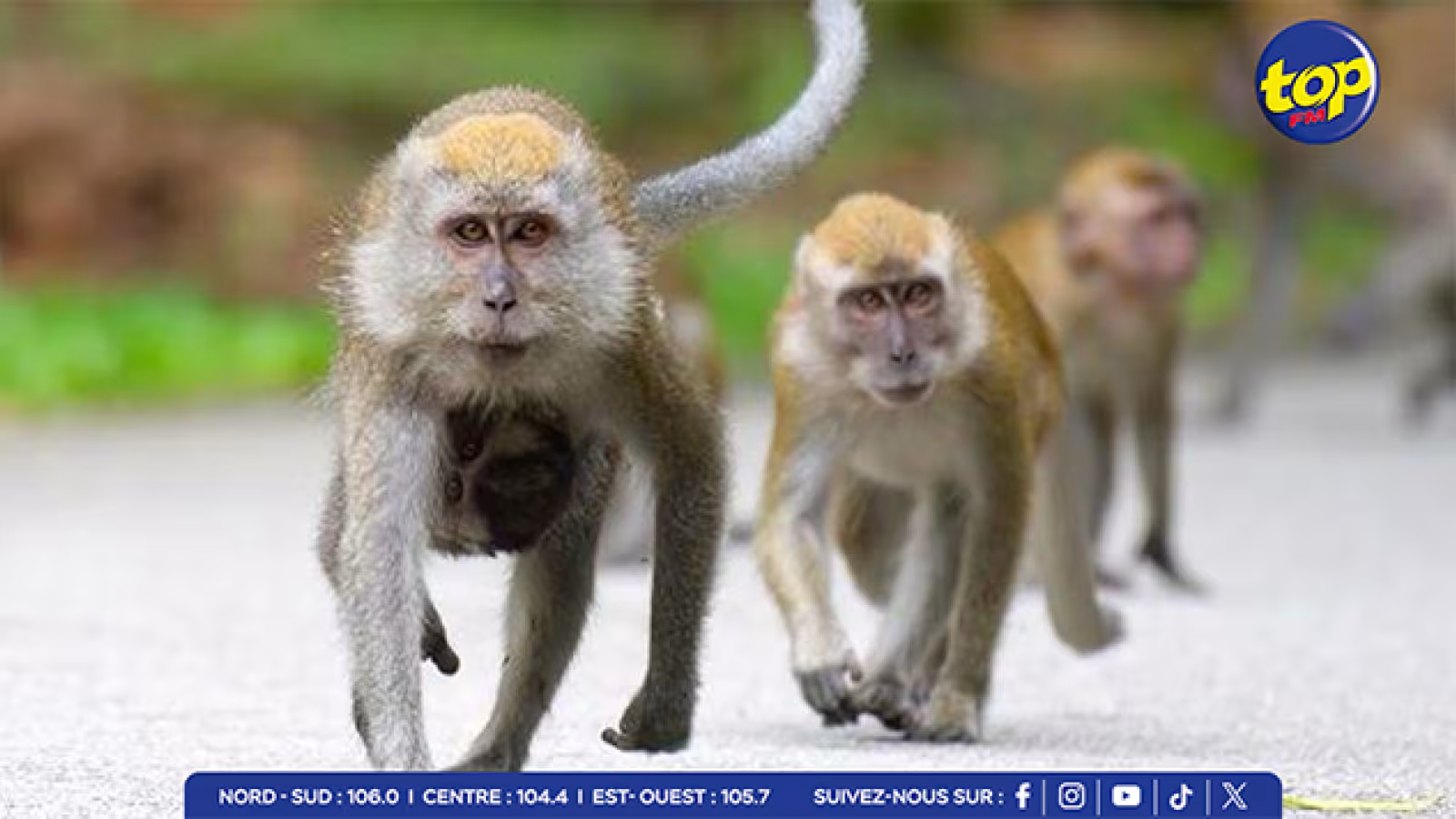 Tests précliniques sur les macaques : pressions internationales sur Maurice pour rejeter l’accord avec Charles River…les défenseurs des animaux appellent à un modèle de recherche éthique