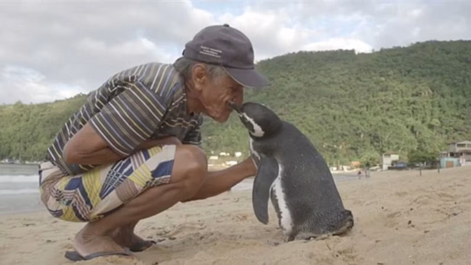 La mémoire et la reconnaissance des animaux : Compilation émouvante des rencontres
