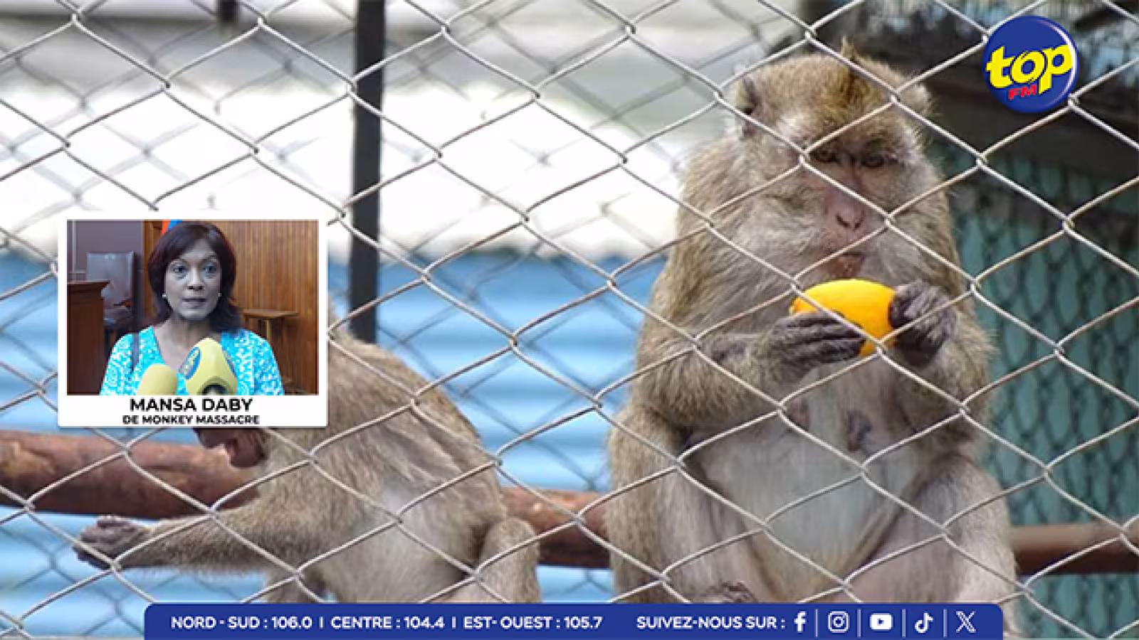  Monkey Business : Mystère autour des chiffres d’exportations de macaques de Maurice et du nombre reçu dans les pays destinataires