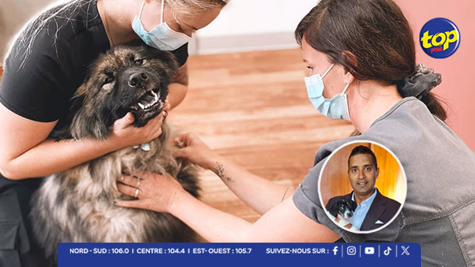 Micro-puces pour chiens : la MSAW propose un service à domicile pour minimiser les files d’attente et le stress des chiens