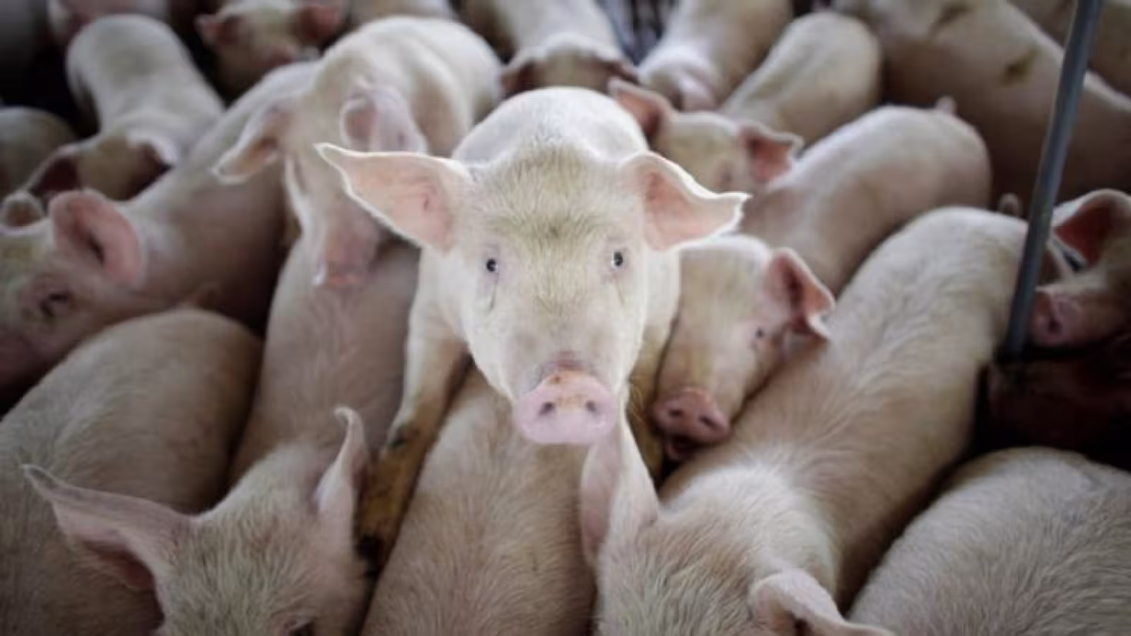 La Chine confirme des épidémies de grippe porcine africaine dans le Sichuan et le Hubei
