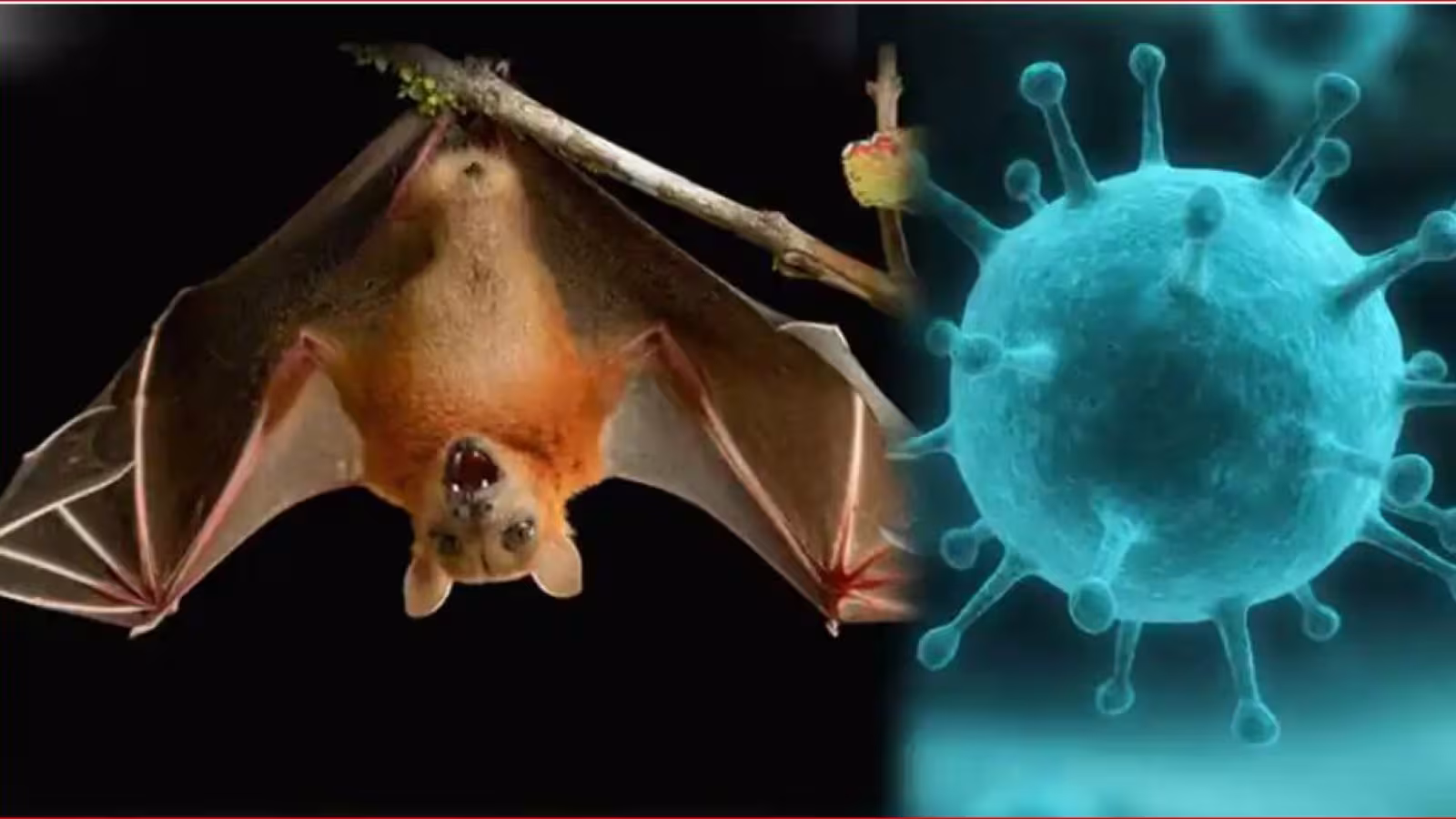 Le virus Nipah tue un enfant et aurait infecté 188 personnes en Inde