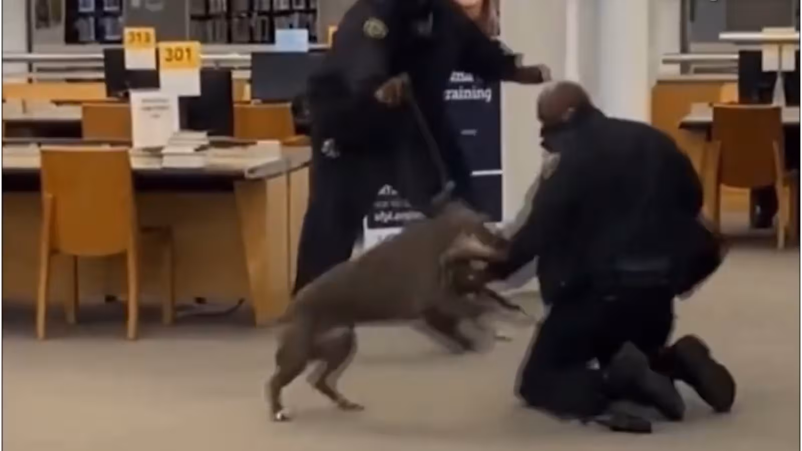 Le Pitt-Bull d’un drogué en overdose attaque sauvagement la sécurité