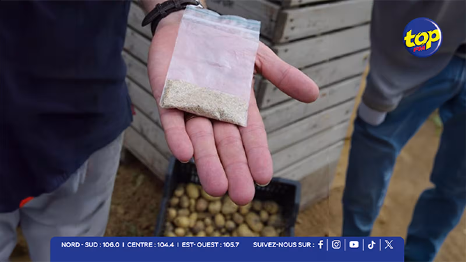 Semences de pommes de terre défectueuses : la compensation du gouvernement divise les planteurs