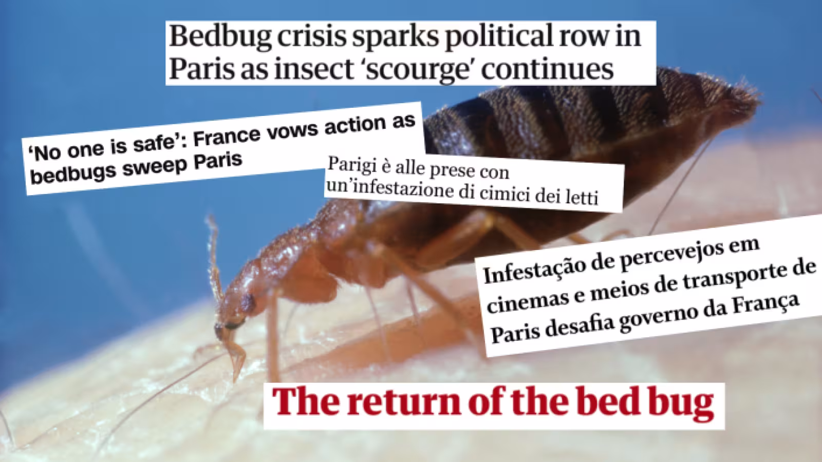 Punaises de lit : l’angoisse des Parisiens gagne la presse étrangère, à moins d’un an des JO de 2024