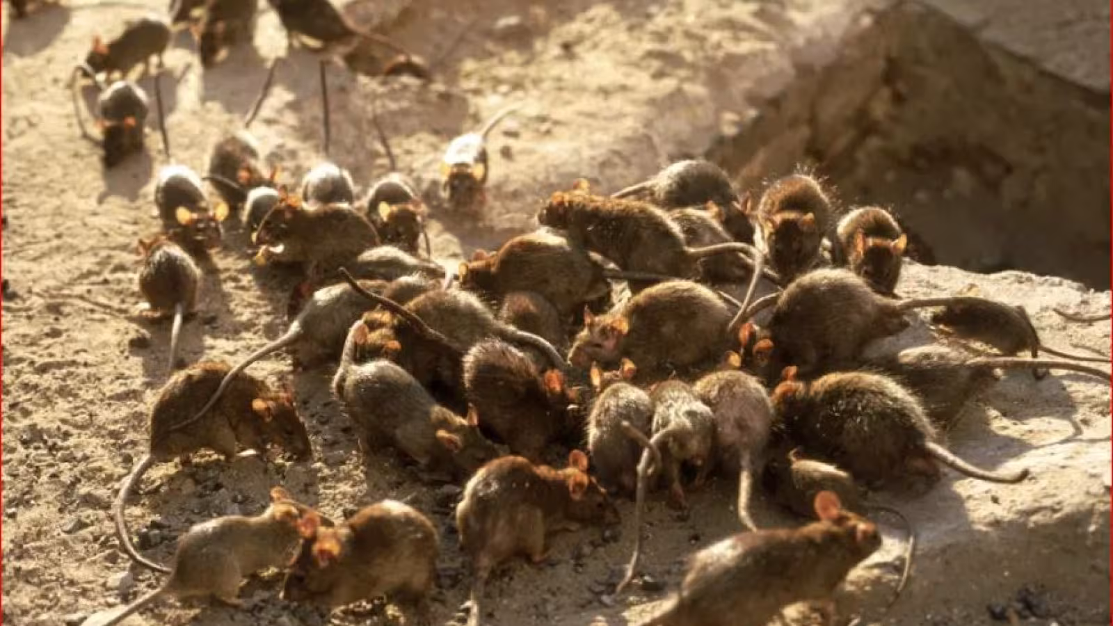 Rat attack : Des millions de souris détruisent tout ce qui est comestible en Australie